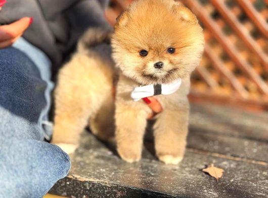 Orange Renk Pomeran Boo Güzelliği