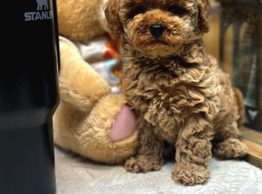 Red Toy Poodle Yavrumuz görsel