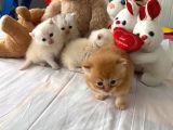 Safkan British Shorthair Oyuncu Ve Sevimli Yavrularımız
