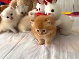 Safkan British Shorthair Oyuncu Ve Sevimli Yavrularımız