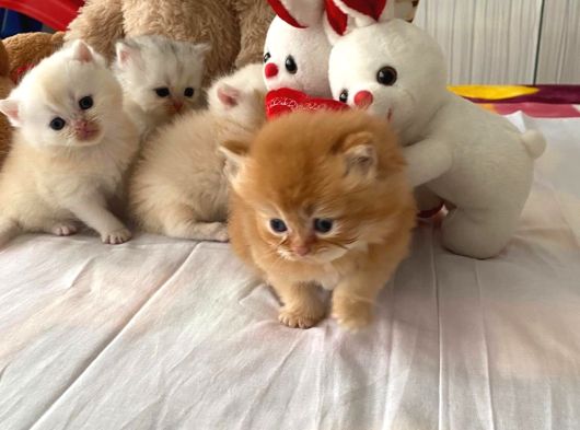 Safkan British Shorthair Oyuncu Ve Sevimli Yavrularımız görsel