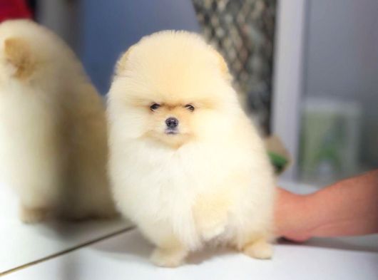 Çakır Bakışlı Pomeranian Oğlumuz Tom görsel