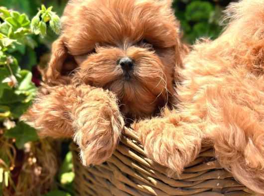 Kore Maltipoo Yavrularımız görsel