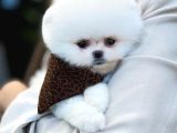 Üst Düzey Pomeranian Boo Güzelliği