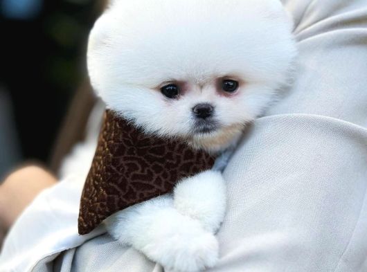 Üst Düzey Pomeranian Boo Güzelliği görsel