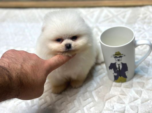 Ayı Surat Teacup Pomerian Boo Yavrumuz Boby görsel