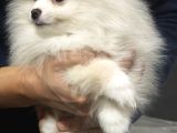 Tuvalet Eğitimli Aşılı Pomerian
