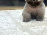 Fincan Boy Orange Pomeranian Boo Yavrumuz Tottoo
