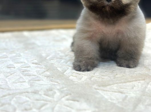 Fincan Boy Orange Pomeranian Boo Yavrumuz Tottoo görsel