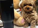 Red toy Poodle Yavrumuz