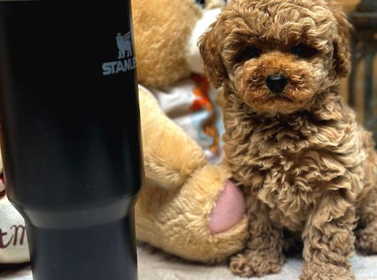 Red Toy Poodle Yavrumuz
