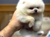 Ayı surat teacup Pomerian Boo yavrumuz Boby