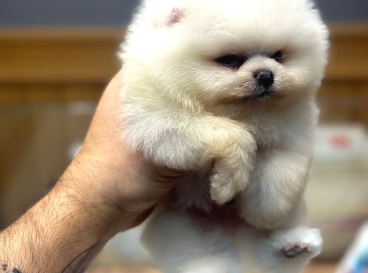 Ayı Surat Teacup Pomerian Boo Yavrumuz Boby