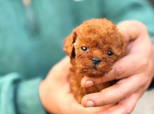 Micro Kore Poodle Yavrularımız görsel