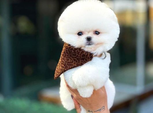 Üst Düzey Pomeranian Boo Güzelliği görsel