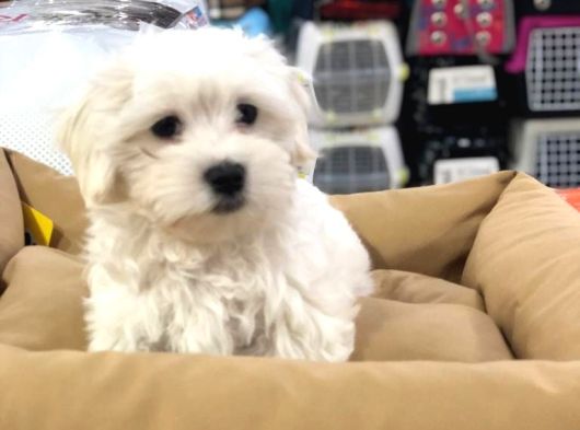 Efsane Güzellikte Vonalp Pet Garantili Maltese Terrier görsel
