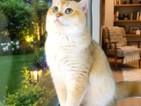 British shorthair by12 erkek