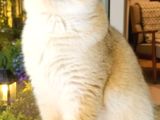 British Shorthair By12 Erkek