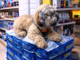 Anne Altından Shih Poo