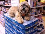 anne altından Shih poo