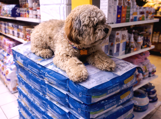 Anne Altından Shih Poo görsel