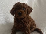 Dişi Ve Erkek Kore Poodle Bebekler