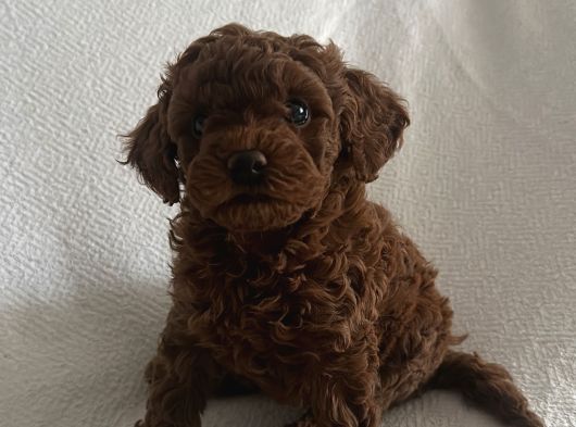 Dişi Ve Erkek Kore Poodle Bebekler görsel