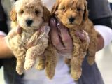 Vonalpet Garantisiyle Mükemmel Kalitede Poodle Yavrularim