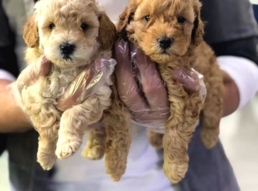 Vonalpet Garantisiyle Mükemmel Kalitede Poodle Yavrularim görsel