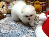 Tedy face Pomeranian yavrum blanck