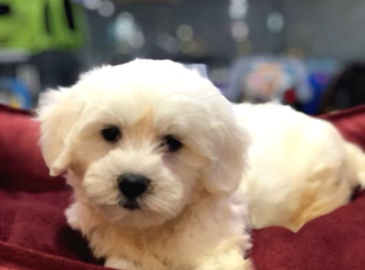 Efsane Güzellikte Vonalp Pet Garantili Maltese Terrier görsel