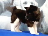 Amerikan Akita Inu Yavruları