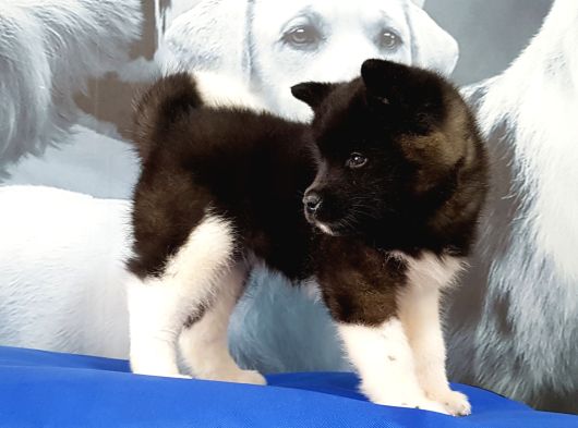 Amerikan Akita Inu Yavruları görsel