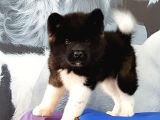 Amerikan Akita Inu Yavruları