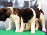 Amerikan Akita Inu Yavruları