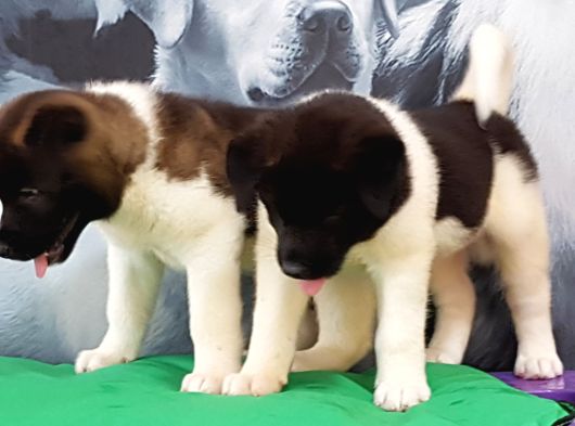 Amerikan Akita Inu Yavruları görsel
