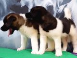 Amerikan Akita Inu Yavruları