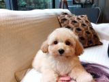 Maltipoo Yavruları Sizleri Bekliyor