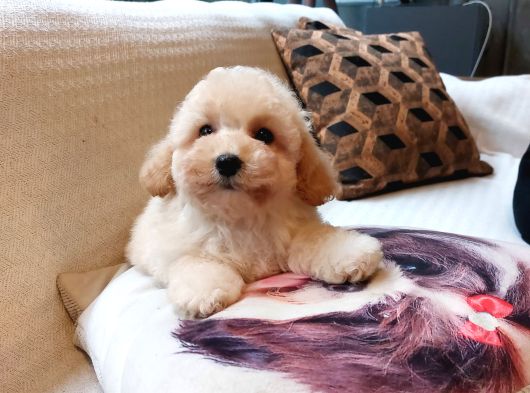 Maltipoo Yavruları Sizleri Bekliyor