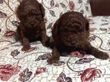 Dişi Ve Erkek Kore Poodle Bebekler