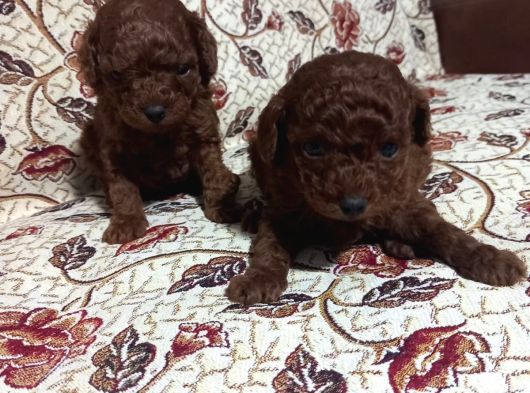 Dişi Ve Erkek Kore Poodle Bebekler görsel