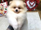 Pomeranian Boo Yavrularımız new