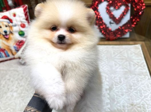 Pomeranian Boo Yavrularımız New