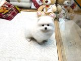 Beyaz Renk Pomeranian Yavrular