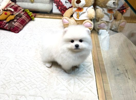 Beyaz Renk Pomeranian Yavrular görsel