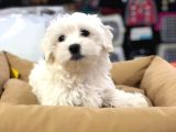 Efsane Güzellikte Vonalp Pet Garantili Maltese Terrier