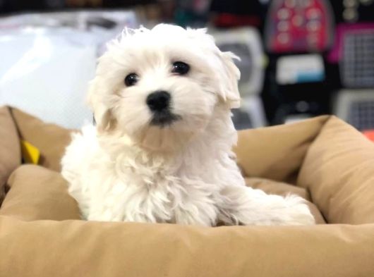 Efsane Güzellikte Vonalp Pet Garantili Maltese Terrier görsel