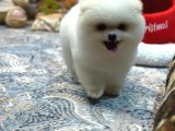 Tedy Face Pomeranian Yavrum Blanck