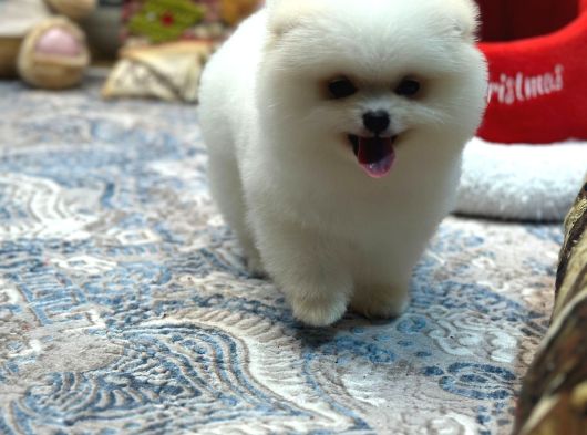 Tedy Face Pomeranian Yavrum Blanck görsel