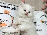 Safkan Beyaz Kedimiz Yeni Yuvasını Arıyor